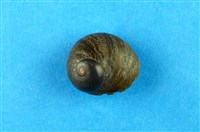 藏品(扭鐘螺)的圖片